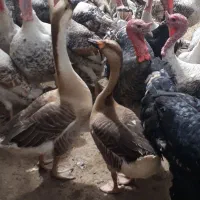 ۳تا قوغاز اوکراینی