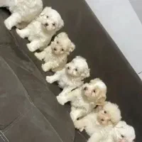 جیگیلی های تیکاپ رسید