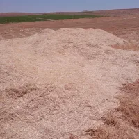 کاه گندم ریزریز ۳۰،۴۰تن یکجا
