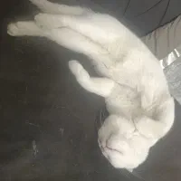 گربه بریتیش