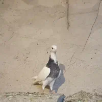 جوجه کبوتر