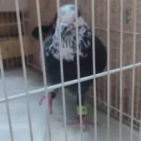 کبوتر
