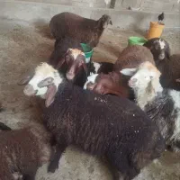 بره|حیوانات مزرعه|کوهدشت, |دیوار