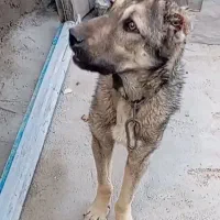 توله سگ سرابی اصیل