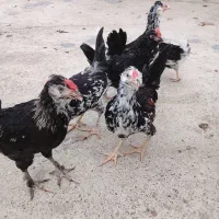 30عدد نیمچه خروس گلین خال سوزنی اصل چهل تاج