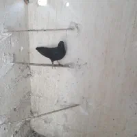 کفتر خوب