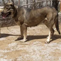 سگ ماده سرابی