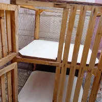 قفس مرغ و خروس