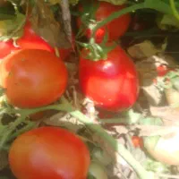 گوجه