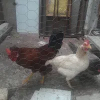 فروش مرغ و خروس زنده