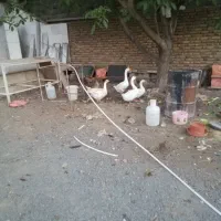 قوقاز|حیوانات مزرعه|سنندج, |دیوار