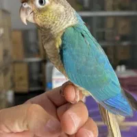 گرینچیک فرار کرده