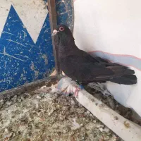حراج کبوتر