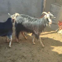 بز با بزغاله