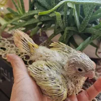 جوجه مونچیک سرلاکی