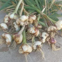 سیر همدان