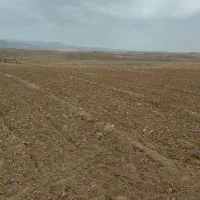 زمین-نصفه-کاری-زعفران-با-اب-و-زمین