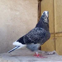 کبوترپرشی به شرط باجوجه پرشی به شرط