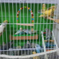 جوجه مرغ عشق دستی