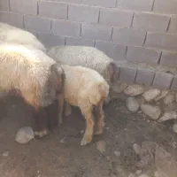 بره|حیوانات مزرعه|دشمن زیاری, |دیوار