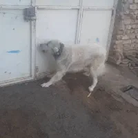 واگزاری سگ نگهبان