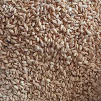 گندوم دیمه کلات