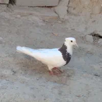 کفتر