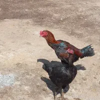 تخم مرغ لاری اصل نطفه دار