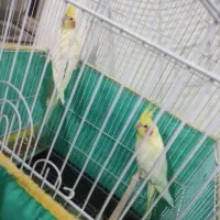 عروس هلندی مولد تخم گذار