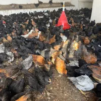 فروش جوجه ۴۰ روز محلی گلپایگان درجه یک