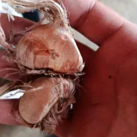 انواع پیاز زعفران ارسال سریع به سراسر کشور
