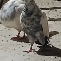 کبوتر زوردار معاوضه