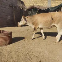 گوساله چاق
