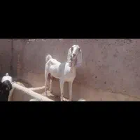 بز و بزغاله پاکستانی