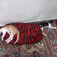گربه