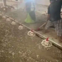 کود مرغی گوشتی  خشک مستقیم