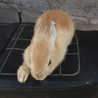 بچه خرگوش
