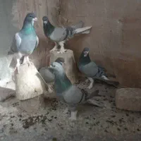 کبوتر|پرنده|اصفهان, ملک|دیوار