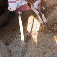 گوساله گاو گور سیمینتال
