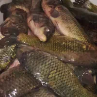 ماهی کپور طلایی