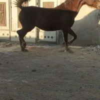 اجاره استبل اسب