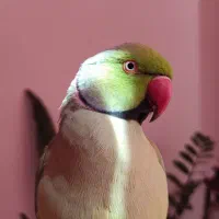 طوطی ملنگو