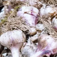 سیر محلی