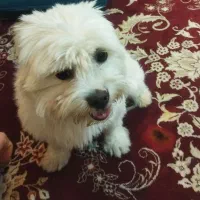 واگذاری سگ شیتزو