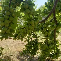 فروش-باغچه-1000-متری-چهاردیوار
