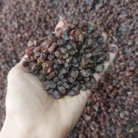 کشمش درگز (خرما و خمیر خرما)مخصوص آبگیری