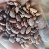 لوبیا بذری ثمین