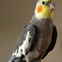 فروش عروس هلندی