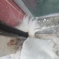 پیدا شده