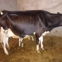 گاو شکم دوم زاییده با گوساله ماده